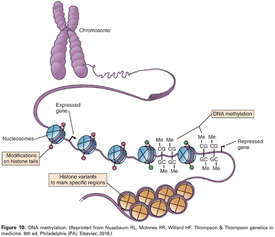 Figure 10. DNA methylation. (Reprinted from Nussbaum RL, McInnes RR, Willard HF. Thompson &amp; Thompson genetics in medicine. 8th ed. Philadelphia [PA]: Elsevier; 2016.) 