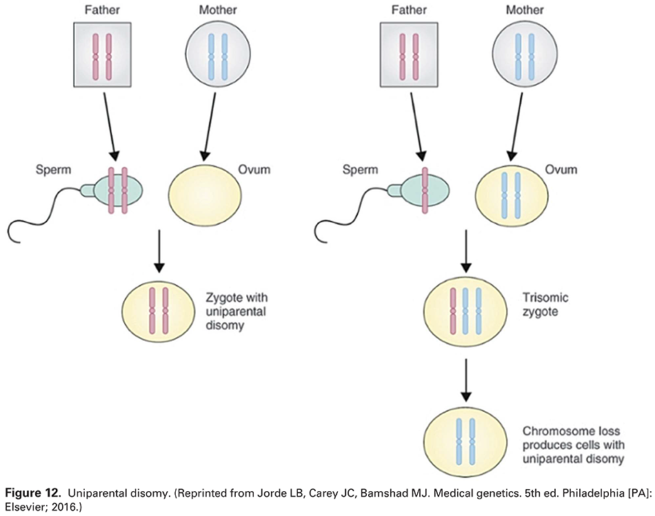 Modern Genetics in Obstetrics and Gynecology
