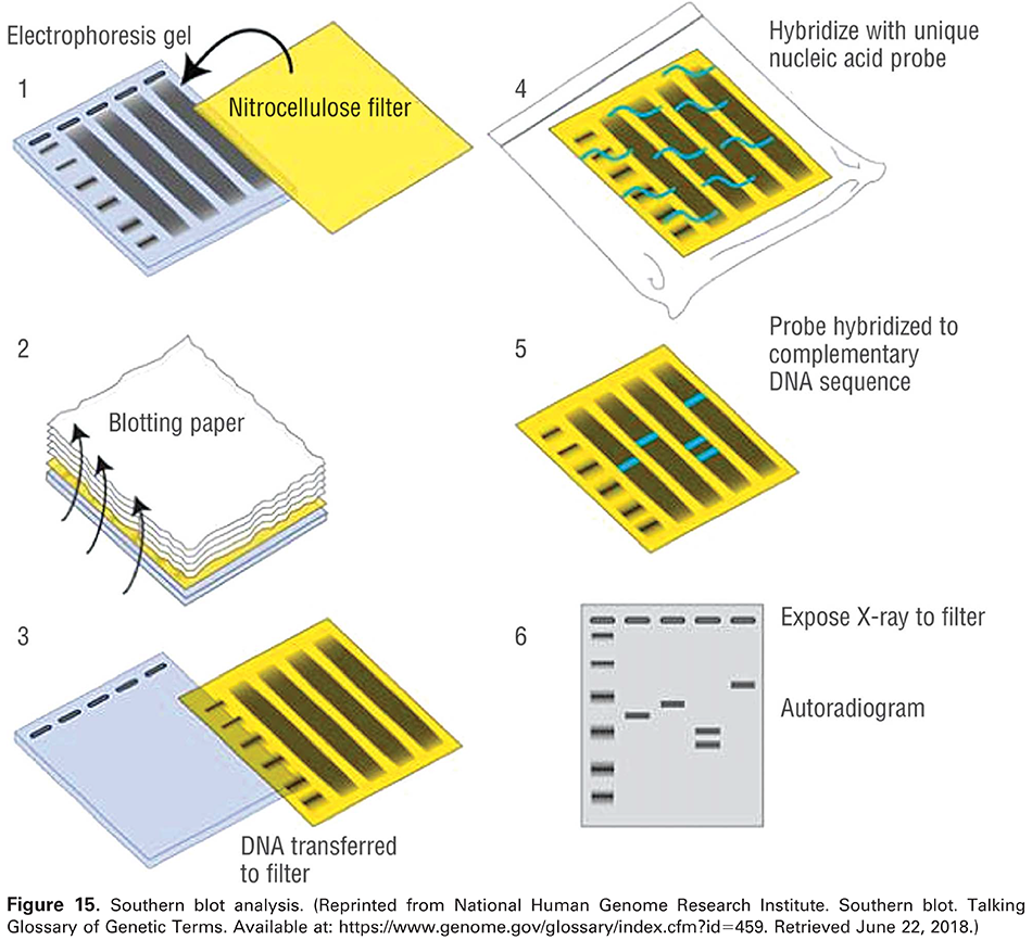 Figure 15. Southern blot analysis. (Reprinted from National Human Genome Research Institute. Southern blot. Talking Glossary of Genetic Terms. Available at: 
 https://www.genome.gov/glossary/index.cfm?id=459 . Retrieved June 22, 2018.)
 