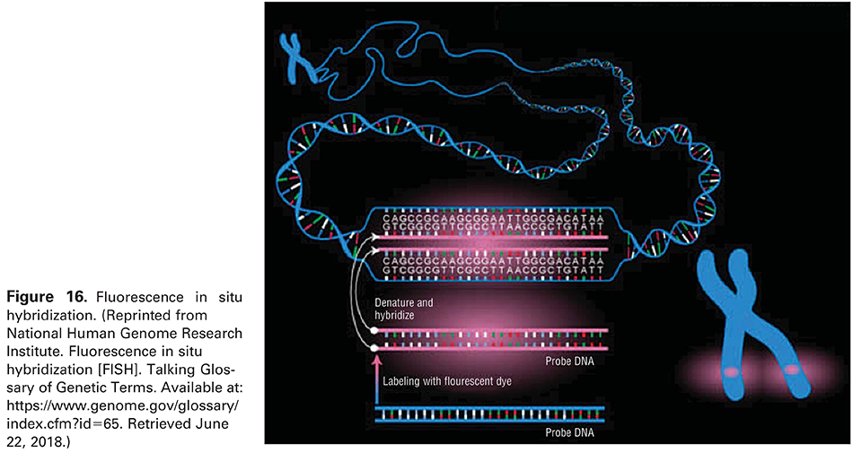 Figure 16. Fluorescence in situ hybridization. (Reprinted from National Human Genome Research Institute. Fluorescence in situ hybridization [FISH]. Talking Glossary of Genetic Terms. Available at: 
 https://www.genome.gov/glossary/index.cfm?id=65 . Retrieved June 22, 2018.)
 