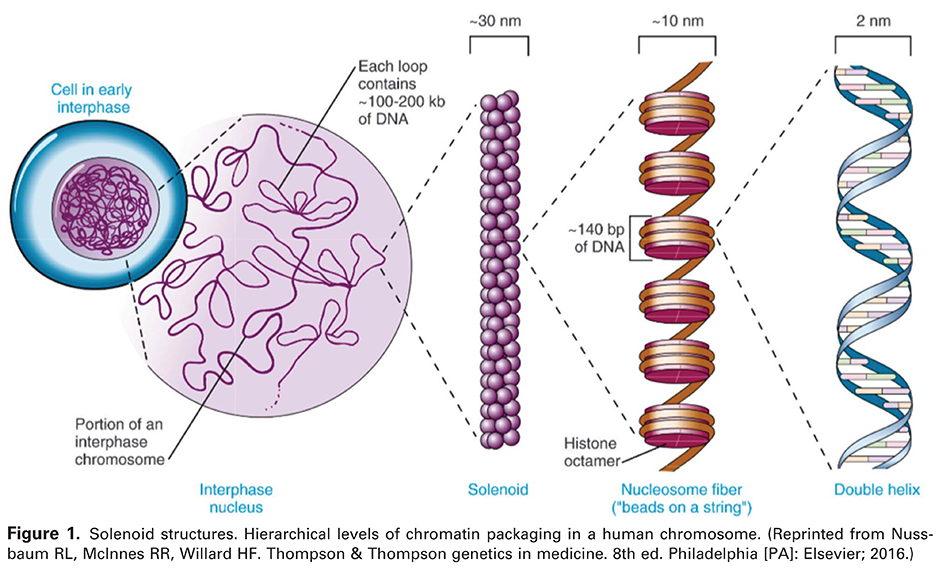 Modern Genetics in Obstetrics and Gynecology