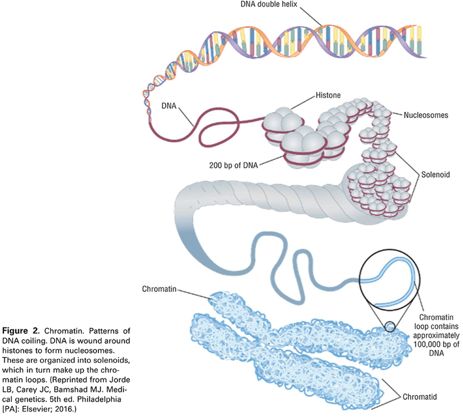 Modern Genetics in Obstetrics and Gynecology