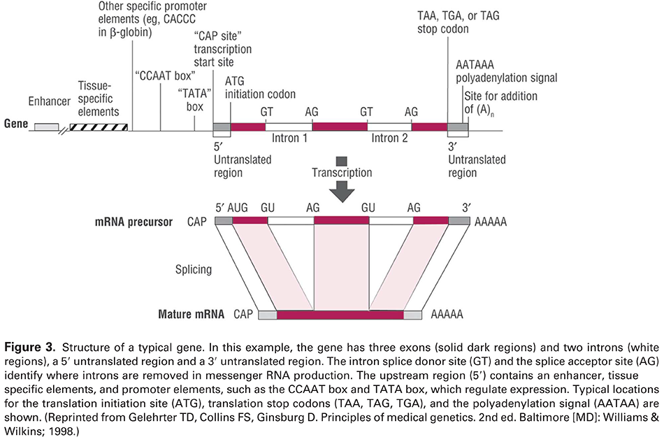 Figure 3. Structure of a typical gene. In this example, the gene has three exons (solid dark regions) and two introns (white regions), a 5′ untranslated region and a 3′ untranslated region. The intron splice donor site (GT) and the splice acceptor site (AG) identify where introns are removed in messenger RNA production. The upstream region (5′) contains an enhancer, tissue specific elements, and promoter elements, such as the CCAAT box and TATA box, which regulate expression. Typical locations for the translation initiation site (ATG), translation stop codons (TAA, TAG, TGA), and the polyadenylation signal (AATAA) are shown. (Reprinted from Gelehrter TD, Collins FS, Ginsburg D. Principles of medical genetics. 2nd ed. Baltimore [MD]: Williams &amp; Wilkins; 1998.) 